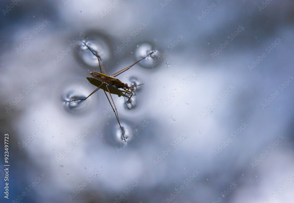 Water Strider Insect Model Insect Gerris lacustris, known as common pond skater or common water ...