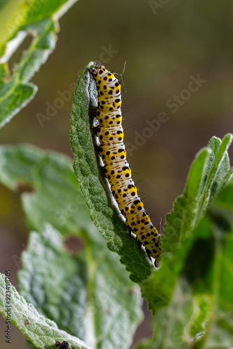 Mullein Cucullia verbasci Caterpillars feeding on garden flower leaves photo