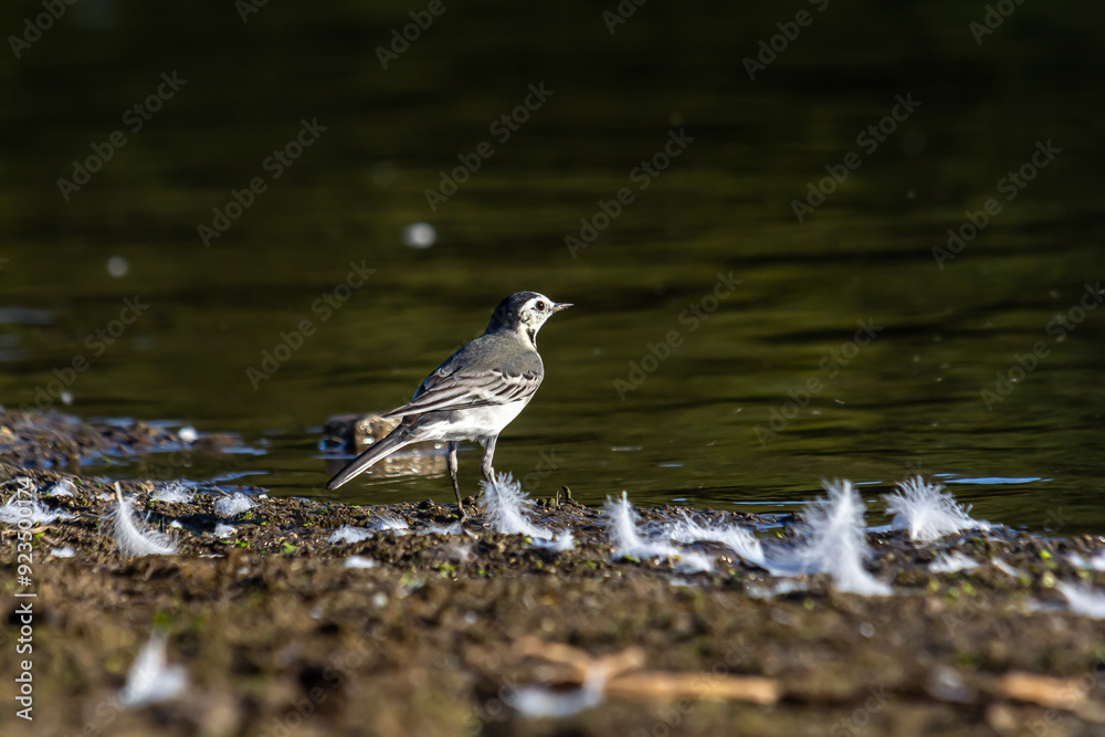 Obraz premium Motacilla alba - The white wagtail, is a small species of passerine bird in the Motacillidae family
