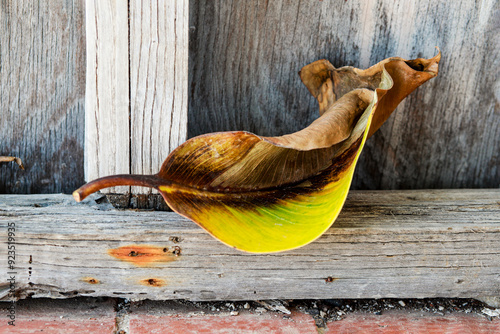 Partially yellowed ficus tree leaf resting on a wooden beam. photo