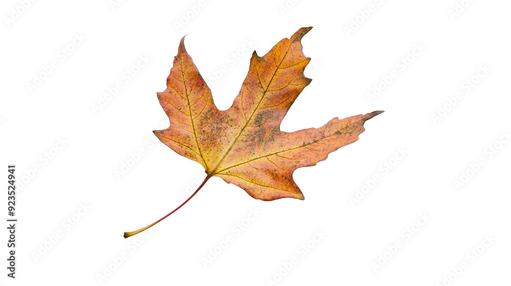 autumn maple leaf transparent background autumn maple leaf transparent background