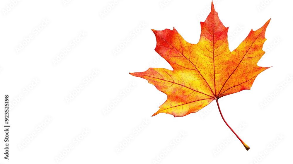autumn maple leaf transparent background autumn maple leaf transparent background