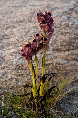 Heart-flowered Tongue Orchid, Heart-flowered Serapias, Serapias cordigera, Galicia, Spain photo