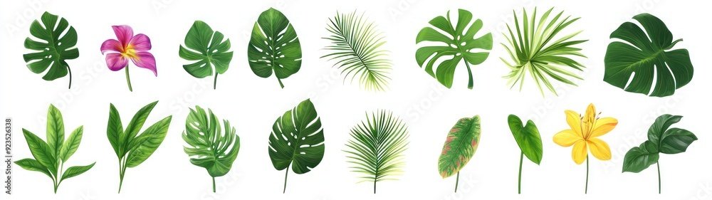 Collection of Tropical Leaves and Flowers Isolated on White Background Collection of Tropical Leaves and Flowers Isolated on White Background