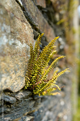 Maidenhair Spleenwort, Asplenium trichomanes, Galicia, Spain photo