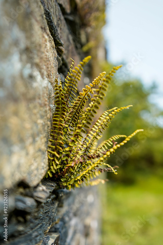 Maidenhair Spleenwort, Asplenium trichomanes, Galicia, Spain photo