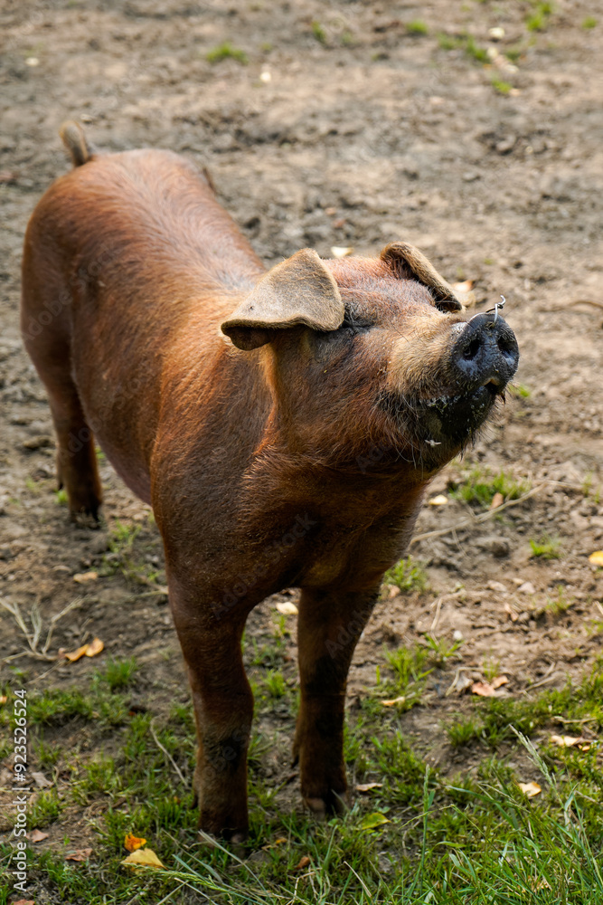 Piggy with piercing on the muzzle, rural area, Galicia, Spain Piggy with piercing on the muzzle, rural area, Galicia, Spain