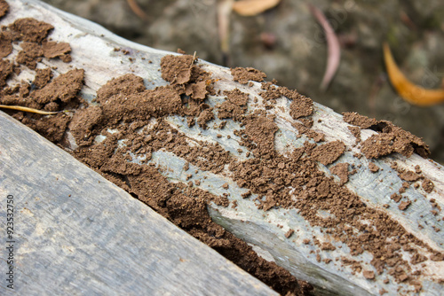 Coptotermes formosanus (Formosan termite) in the dry wood. Termites Colony photo