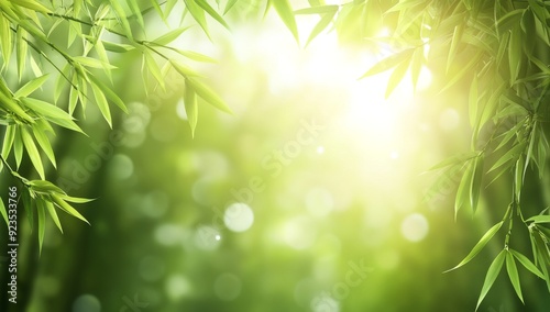 Bokeh and blurred bamboo forest background