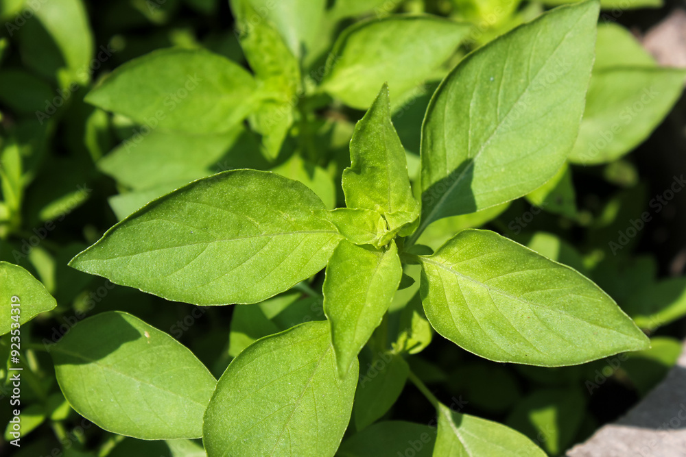 Close up Lemon basil (Ocimum basilicum) or kemangi or Hoary basil leaves Close up Lemon basil (Ocimum basilicum) or kemangi or Hoary basil leaves