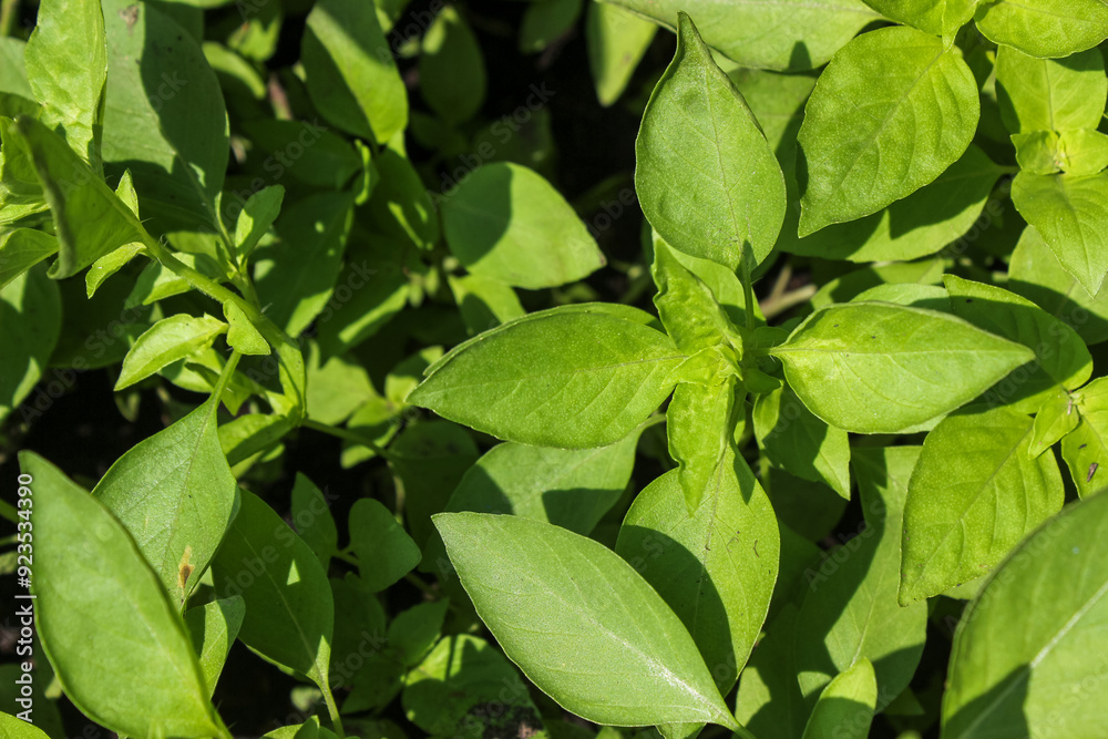 Close up Lemon basil (Ocimum basilicum) or kemangi or Hoary basil leaves Close up Lemon basil (Ocimum basilicum) or kemangi or Hoary basil leaves