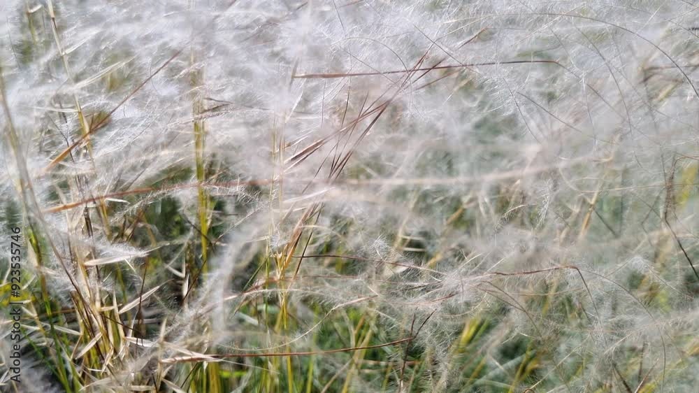 Wild feather grass on the forest meadow at sunny day. Plants swaying in the light wind. Wild feather grass on the forest meadow at sunny day. Plants swaying in the light wind.