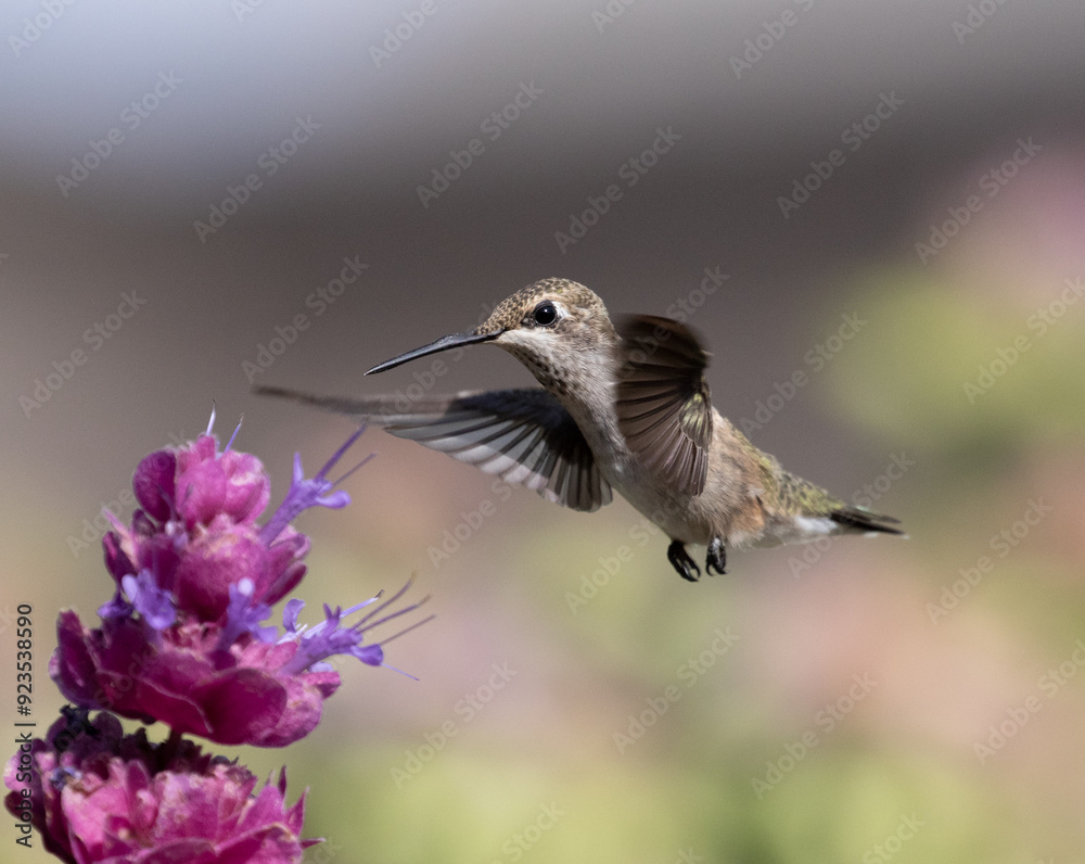 hummingbird with flowers