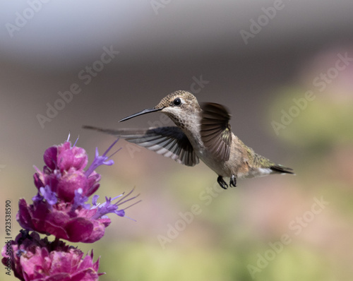 Obraz na płótnie hummingbird with flowers w salonie
