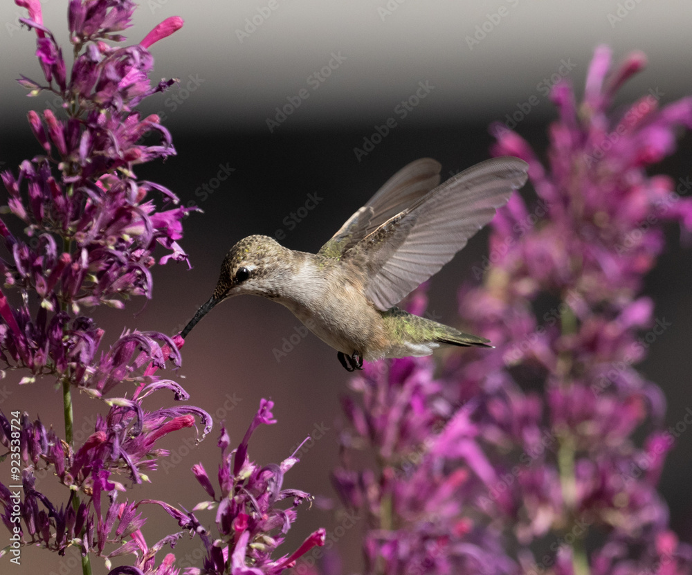 hummingbird with flowers