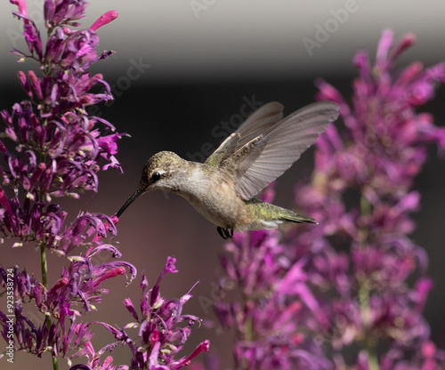 Obraz na płótnie hummingbird with flowers w salonie