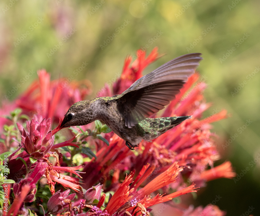 hummingbird with flowers