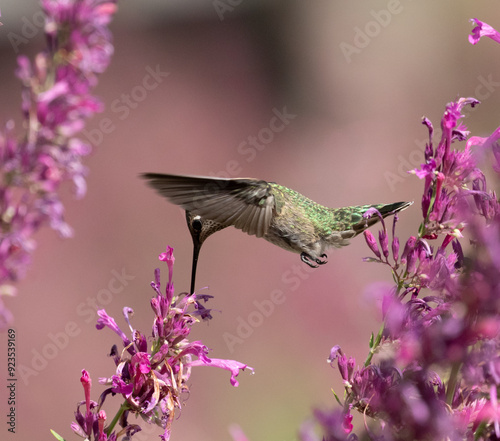 hummingbird with flowers