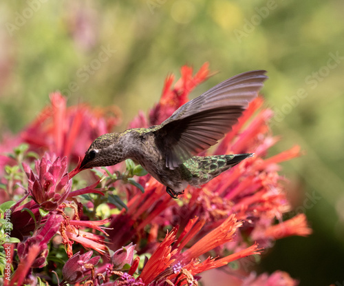 Obraz na płótnie hummingbird with flowers w salonie