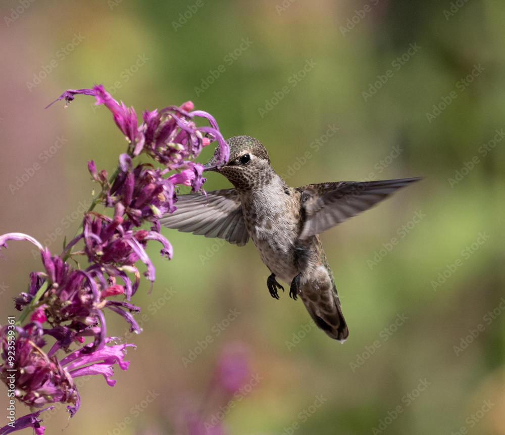 hummingbird with flowers
