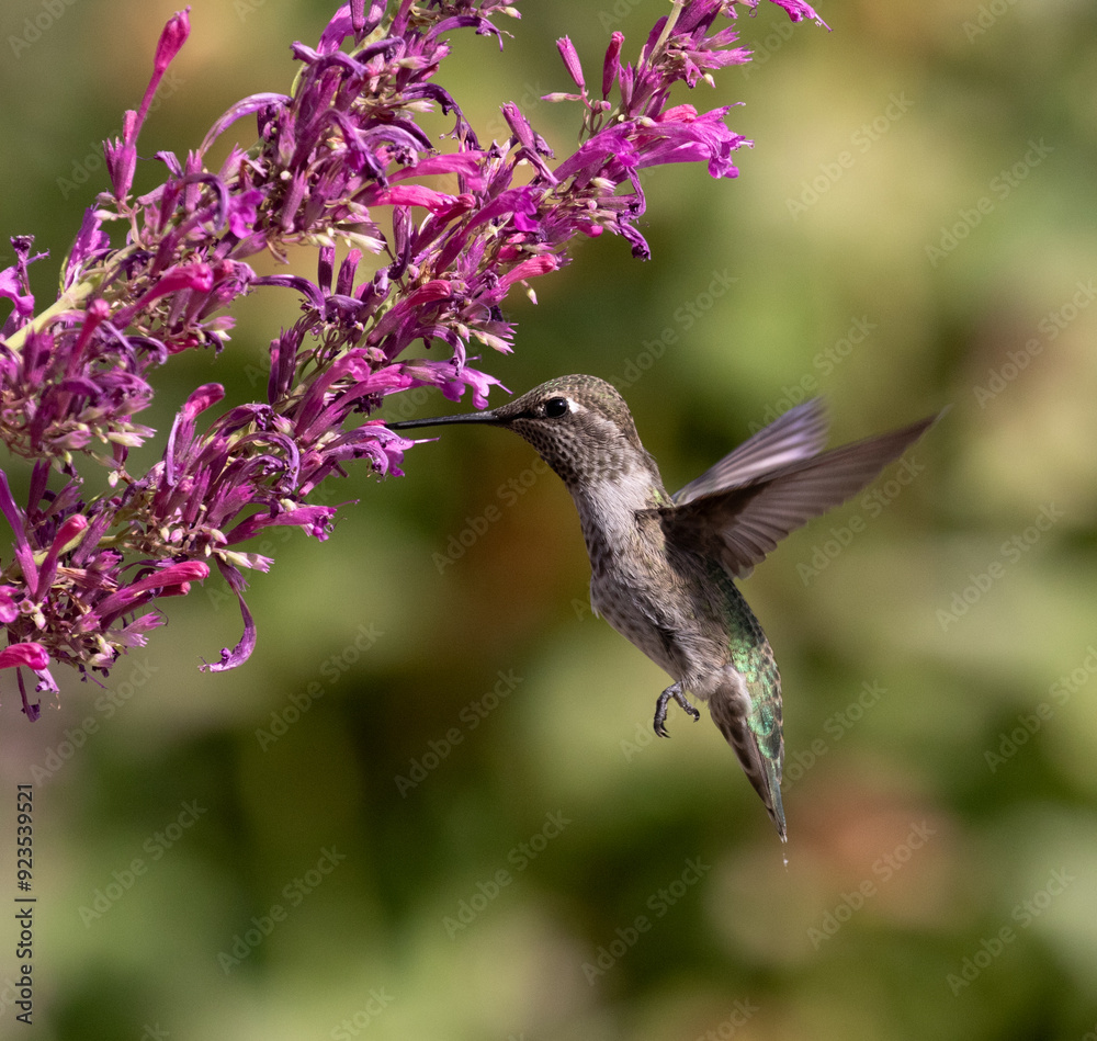 hummingbird with flowers