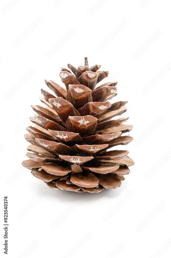 Pinecone Isolated on White Background, Natural Pine Cone, Pinecone Isolated on White Background, Natural Pine Cone,