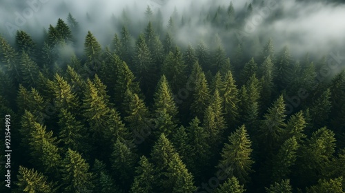 Aerial view of dense evergreen forest shrouded in mist, showcasing nature's tranquility.