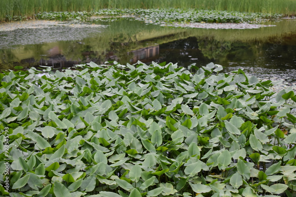 Naklejka premium 金沢城公園