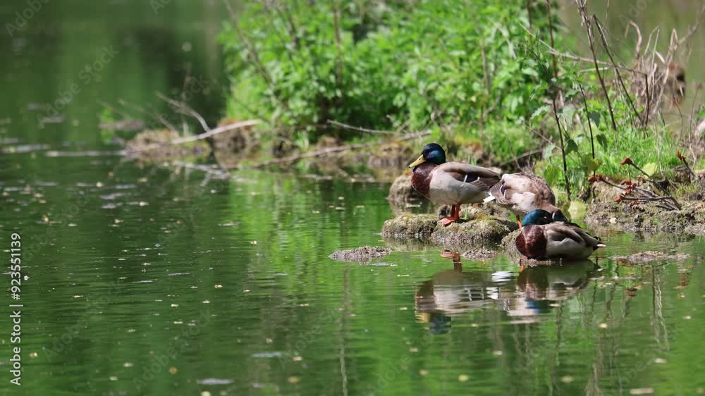 Ducks lie and walk on the green grass. Ducks rest and clean their feathers. Beautiful trees and lake, river in the background. Duck family. Ducks lie and walk on the green grass. Ducks rest and clean their feathers. Beautiful trees and lake, river in the background. Duck family.