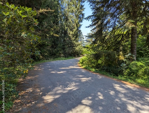 Scenes from a forest in Hoyt Arboretum in Forest Park in Washington Park in Portland, Oregon in the Pacific Northwest photo