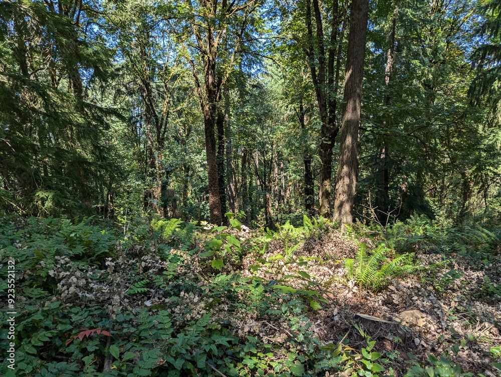 Fototapeta premium Scenes from a forest in Hoyt Arboretum in Forest Park in Washington Park in Portland, Oregon in the Pacific Northwest