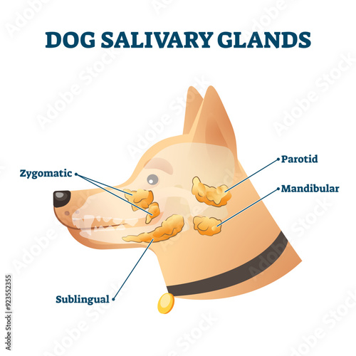 Dog salivary glands illustration, transparent background. Animal anatomy educational scheme. Zoological diagram with inner organs location. Transparent veterinary zygomatic, sublingual.