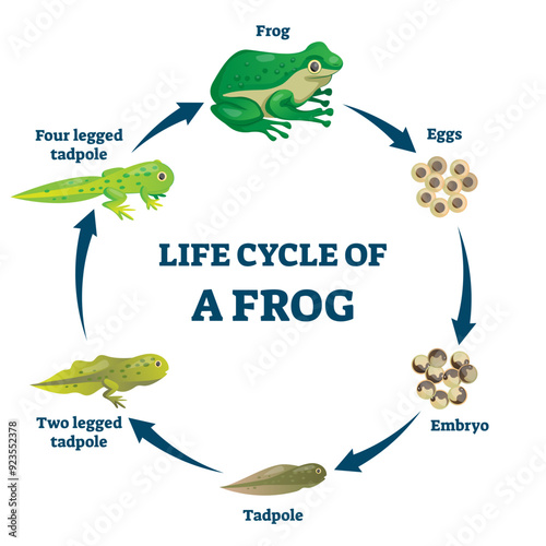 Life cycle of a frog illustration, transparent background. Labeled education growth scheme. Transformation process with all stages. Eggs, embryo, tadpole and adult phase examples.