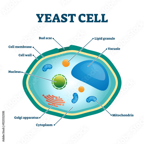 Yeast cell illustration, transparent background. Labeled fungus microorganism closeup structure diagram. Biological scheme with educational internal parts titles.