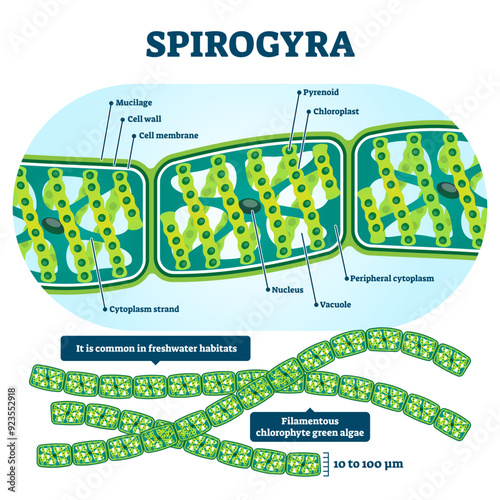 Spirogyra illustration, transparent background. Labeled educational green algae structure scheme. Isolated filamentous freshwater habitat chloroplastic organism.