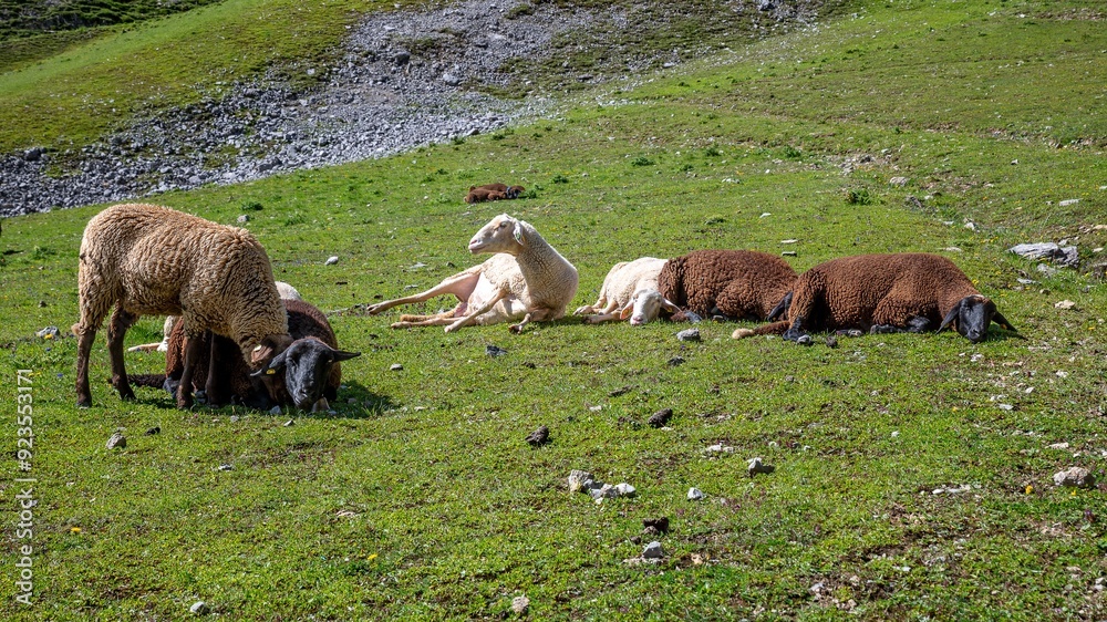 Obraz premium Sheep grazing and resting on a grassy hillside in a mountainous area on a sunny day