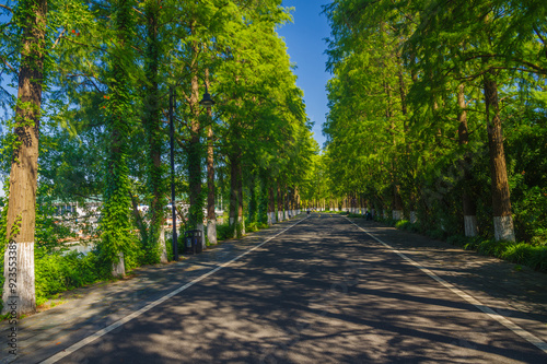 Summer scenery of Wuhan East Lake Scenic Area photo