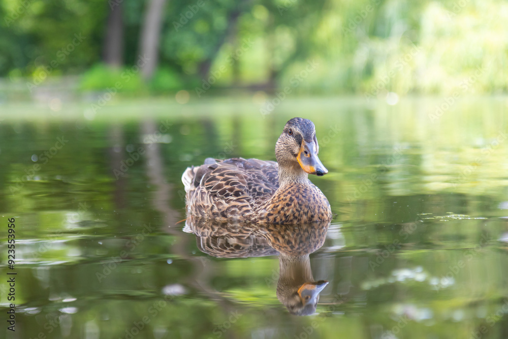 Fototapeta premium mallard wild duck swimming on the pond in Royal Game Reserve Stromovka, Central Park Prague, Czech republic