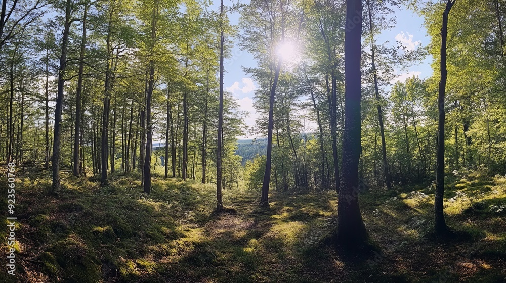 Obraz premium Serene Forest Pathway