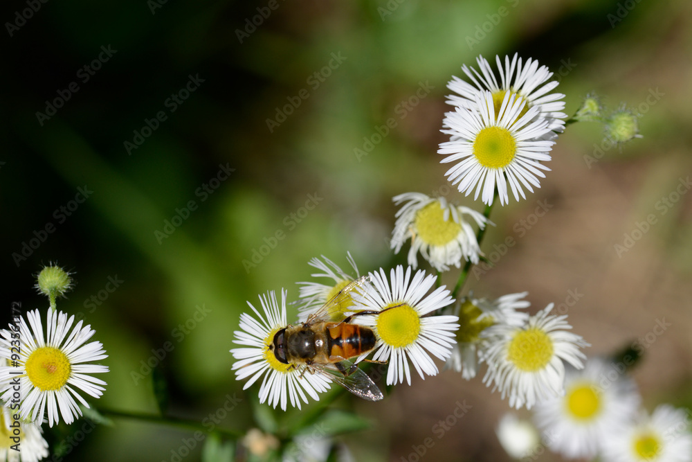 Mistbiene, Scheinbienen-Keilfleckschwebfliege, Eristalis tenax Mistbiene, Scheinbienen-Keilfleckschwebfliege, Eristalis tenax