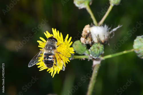 Gemeine Keilfleckschwebfliege, Eristalis pertinax photo