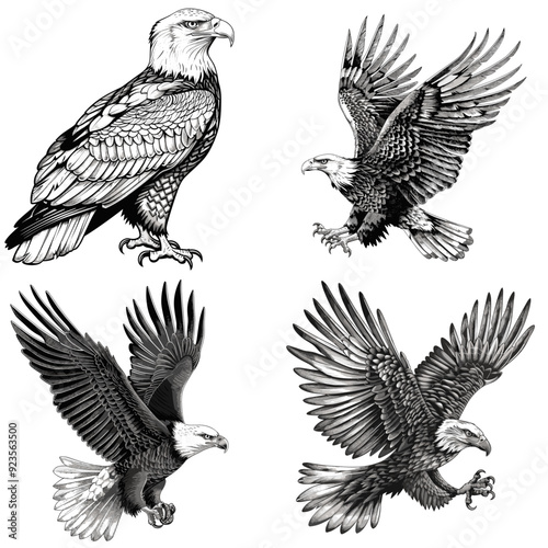 The four images of eagles are all black and white. The first eagle is sitting on the ground, the second is flying, the third is flying in the air, and the fourth is flying in the air