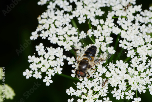 Kleine Keilfleckschwebfliege, Eristalis arbustorum photo