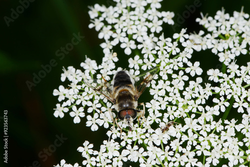 Kleine Keilfleckschwebfliege, Eristalis arbustorum photo