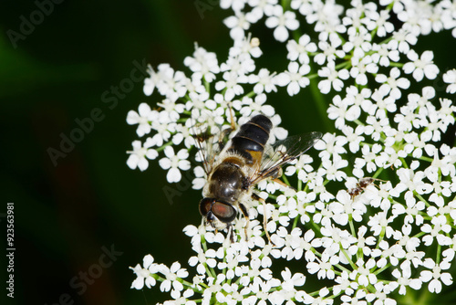 Kleine Keilfleckschwebfliege, Eristalis arbustorum photo