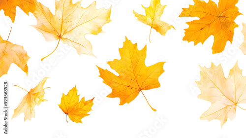 Realistic yellow and orange maple leaves falling against a white background