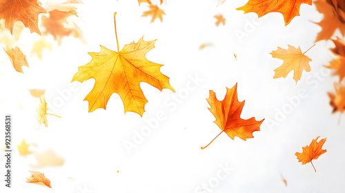 Realistic yellow and orange maple leaves falling against a white background