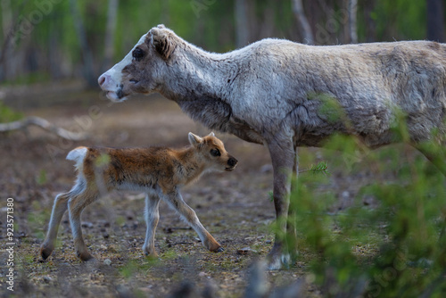 Recently born reindeer calf photo