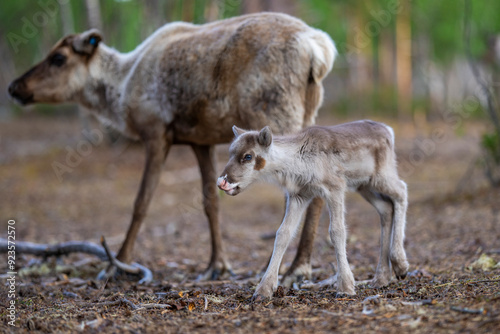 Recently born reindeer calf photo