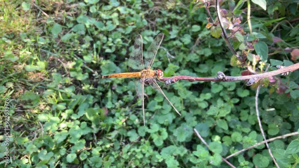 Dragonfly Yellow-winged darter, Sympetrum flaveolum sits on top of twig in garden on sunny windy warm summer day - close-up shot. Topics: natural environment, fauna, season, nature, macro, insect Dragonfly Yellow-winged darter, Sympetrum flaveolum sits on top of twig in garden on sunny windy warm summer day - close-up shot. Topics: natural environment, fauna, season, nature, macro, insect